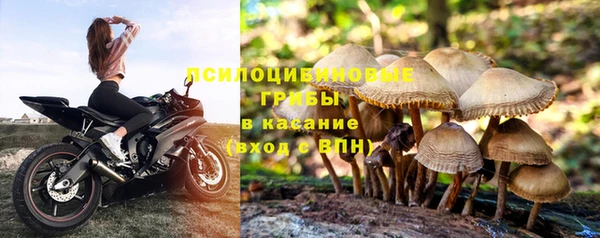 прущие грибы Баксан